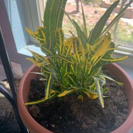 Croton 'Banana'  Hey Rooted