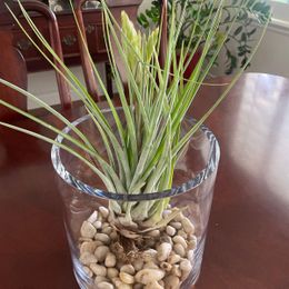 Giant Air Plant (Tillandsia fasciculata 'Tropiflora')  Hey Rooted