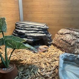 Zen Corner Cave with 7