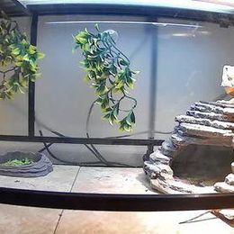 Zen Corner Cave with 7
