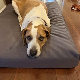 No Bones (Dog) Clock – Allen Designs Studio