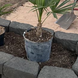 Windmill Palm Tree | Cold-Hardy Palm for Tropical Style in Zones 7
