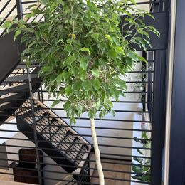 Benjamina Ficus Tree for Sale | Indoor Statement Plant  Simply Trees