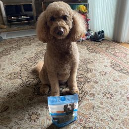 Rabbit Jerky Treats for Dogs and Cats