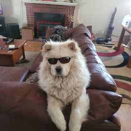 Chico