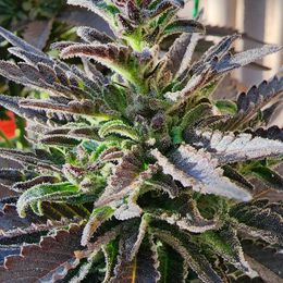 CBD Super Silver Haze Seeds | Super Siver Haze CBD Seeds