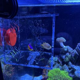 Magnetic Acrylic Anemone & Mushroom Box | Printed Reef