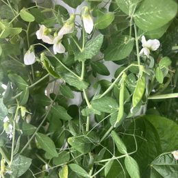 Tower Garden FLEX  Grow More Greens in Less Space