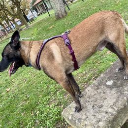 Correa Para Deportes Con Perros - Canicross, Bikejöring (194 Cm, Negro)