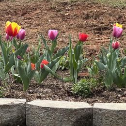 60 Days of Tulips - Long Lasting Mix