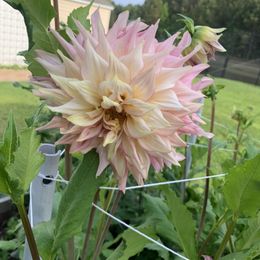 Dahlia Bulbs (Dinnerplate) - Penhill Watermelon