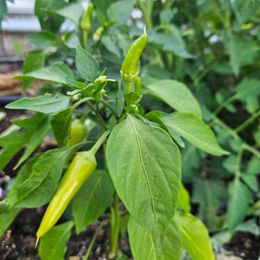 Sweet Pepper Seeds - Purple Beauty