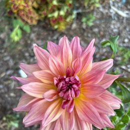 Dahlia Bulbs (Dinnerplate) - Belle of Barmera