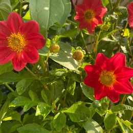 Dahlia Seeds - Unwins Bedding Mix