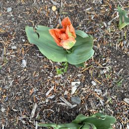 60 Days of Tulips - Long Lasting Mix