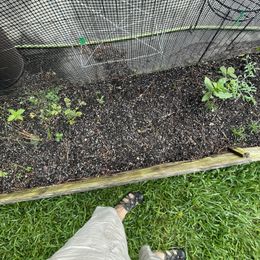 Ranunculus Bulbs - 45 Days of Bloom Mix