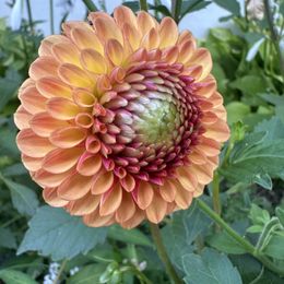 Dahlia Bulbs (Ball) - Bonanza