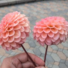 Dahlia Bulbs (Ball) - Linda's Baby