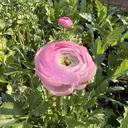 Ranunculus Bulbs - Romantic Mix