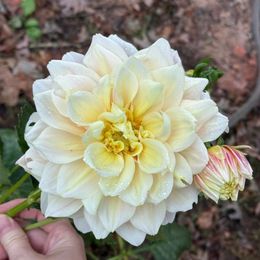 Dahlia Bulbs (Dinnerplate) - Break Out