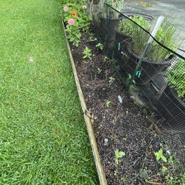 Ranunculus Bulbs - 45 Days of Bloom Mix