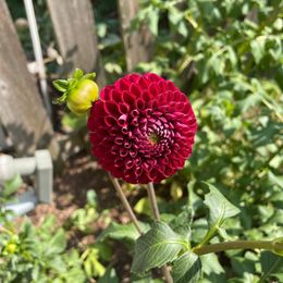 Dahlia Bulbs (Ball) - Cornel Bronze