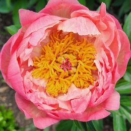 Peony Roots - Bridal Bouquet