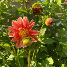 Dahlia Seeds - Unwins Bedding Mix