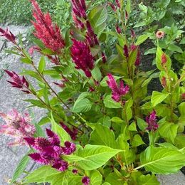 Celosia Seeds - Mixed Pampas Plume