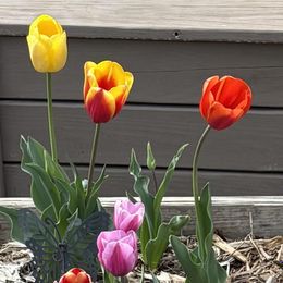 60 Days of Tulips - Long Lasting Mix