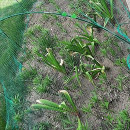 Allium Bulbs (Giant) - Gladiator