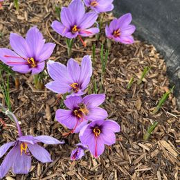 Saffron Crocus Bulbs - Crocus Sativus