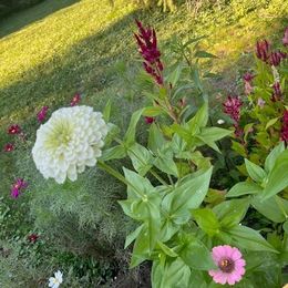 Celosia Seeds - Mixed Pampas Plume