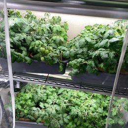 Tomato Seeds - Tiny Tim