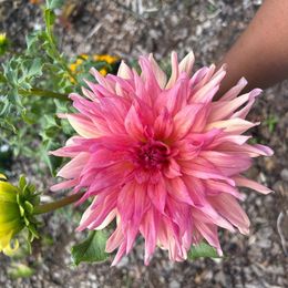 Dahlia Bulbs (Dinnerplate) - Belle of Barmera