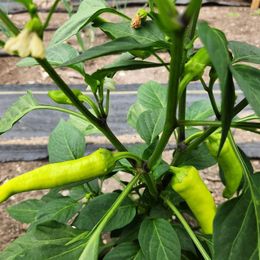 Sweet Pepper Seeds - Purple Beauty