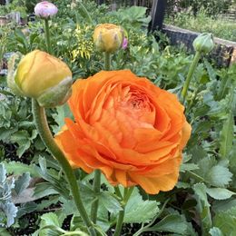 Ranunculus Bulbs - Happy Mix