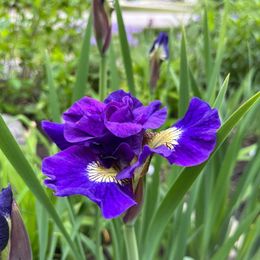 Siberian Iris Roots - Black Flowered