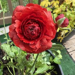 Ranunculus Bulbs - Romantic Mix
