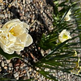 Tulip & Daffodil Bulbs - Peach Lemonade Collection