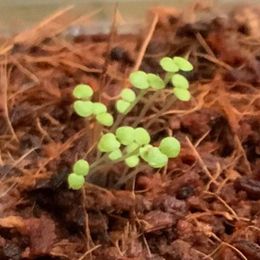 Mint Seeds -  Corsican Mini Mint