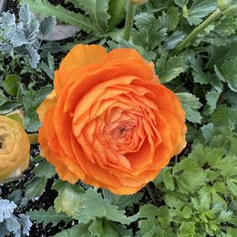 Ranunculus Bulbs - Happy Mix