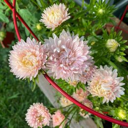 Aster Seeds (Peony Duchess) - Apricot