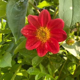 Dahlia Seeds - Unwins Bedding Mix