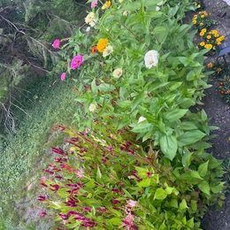 Celosia Seeds - Mixed Pampas Plume