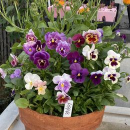 Pansy Seeds - Pastel Mix