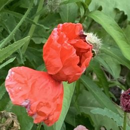Red Corn Poppy Seeds
