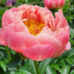 Peony Roots - Bridal Bouquet