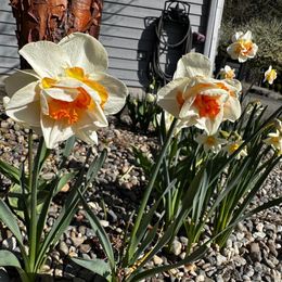 Tulip & Daffodil Bulbs - Peach Lemonade Collection