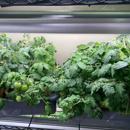 Tomato Seeds - Tiny Tim